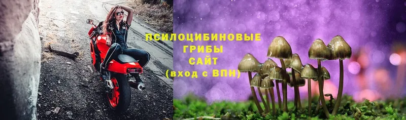 закладки  Анива  Галлюциногенные грибы Cubensis 